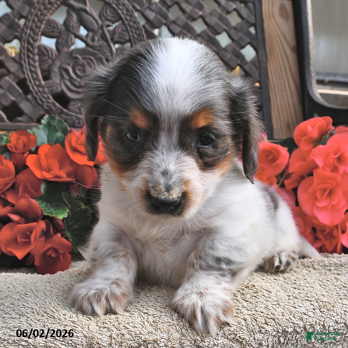 Miniature Dachshund dogs for sale: Buster - Ad 4