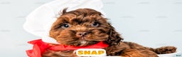 Cockapoo dogs for sale: Snap - Ad 8