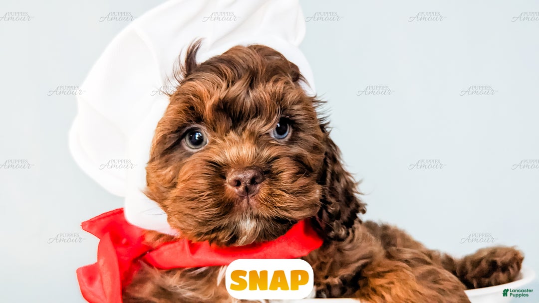 Cockapoo dogs for sale: Snap - Ad 8