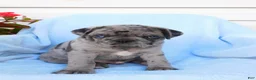 Pug dogs for sale: Austin  - Ad 3