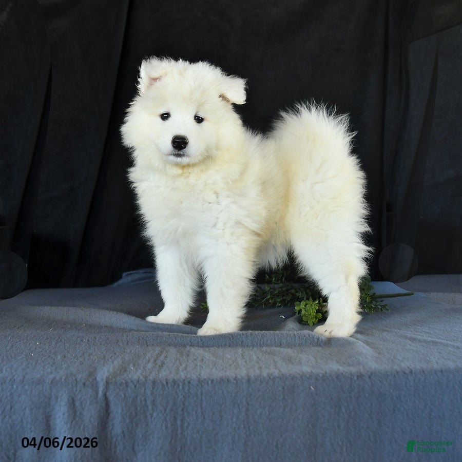 Samoyed dogs Darcy - Ad 1