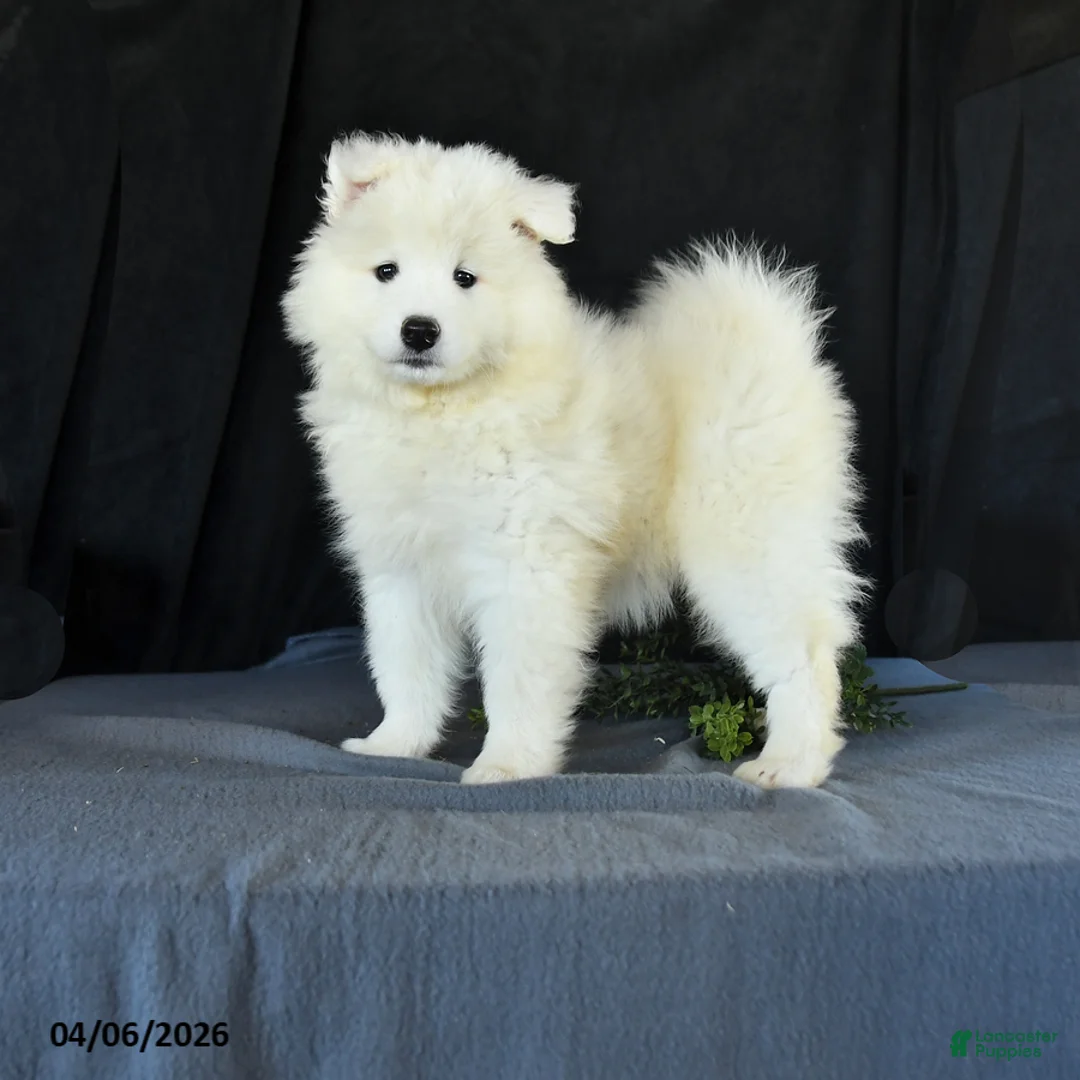 Samoyed dogs for sale: Darcy - Ad 1