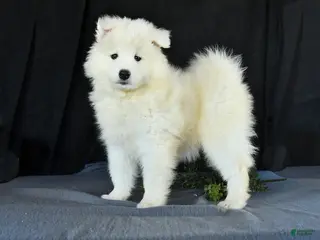 Samoyed dogs for sale: Darcy - Ad 1