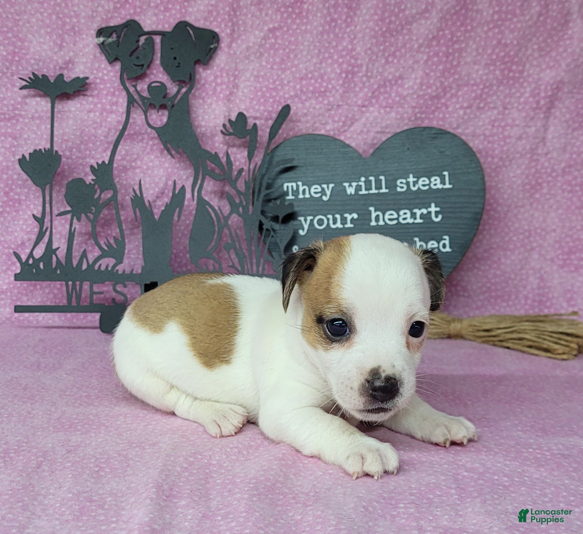 Jack Russell Terrier dogs Jinx purebred JRT - Ad 29