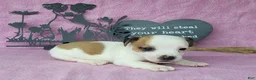 Jack Russell Terrier dogs for sale: JoJo - Ad 16