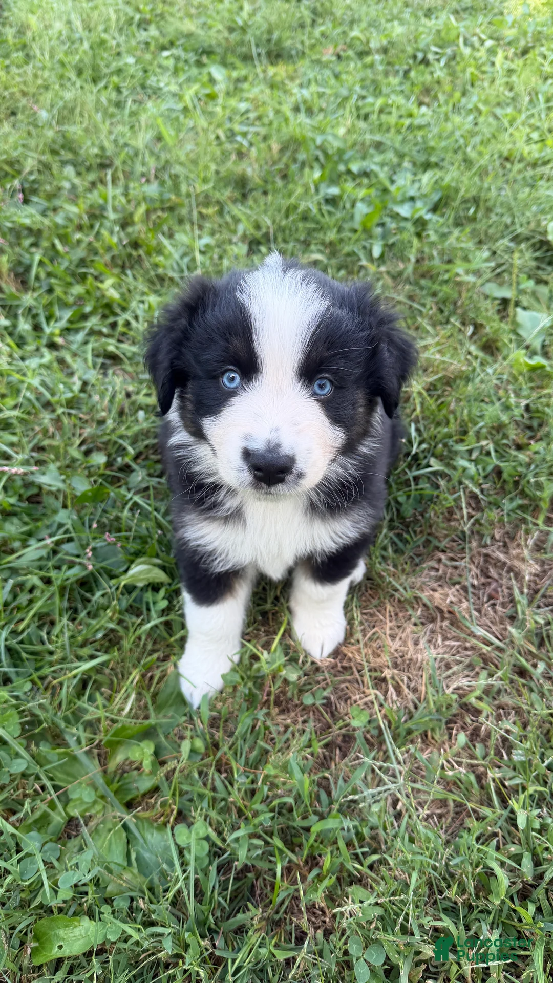 Australian Shepherd dogs for sale: Butler - Male - Ad 2
