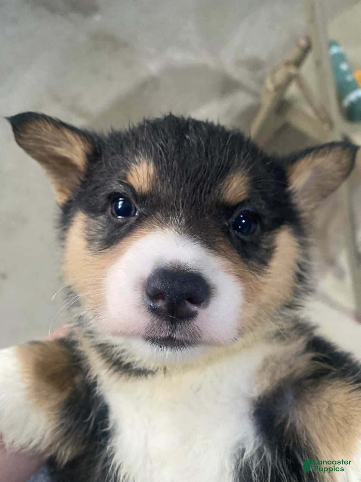 Welsh Corgi Pembroke dogs Rex - Ad 5