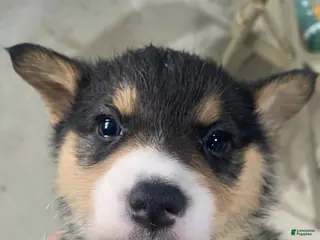 Welsh Corgi Pembroke dogs Rex - Ad 5