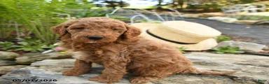 Huckleberry