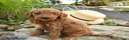 Miniature Poodle dogs for sale: Huckleberry - Ad 1
