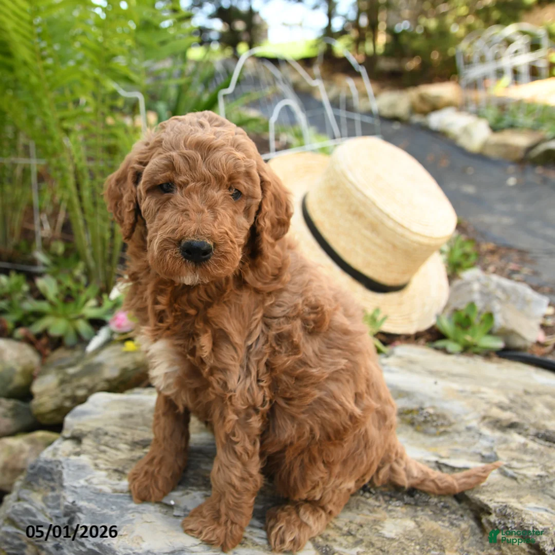 Miniature Poodle dogs for sale: Huckleberry - Ad 1