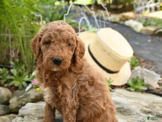 Miniature Poodle dogs for sale: Huckleberry - Ad 3