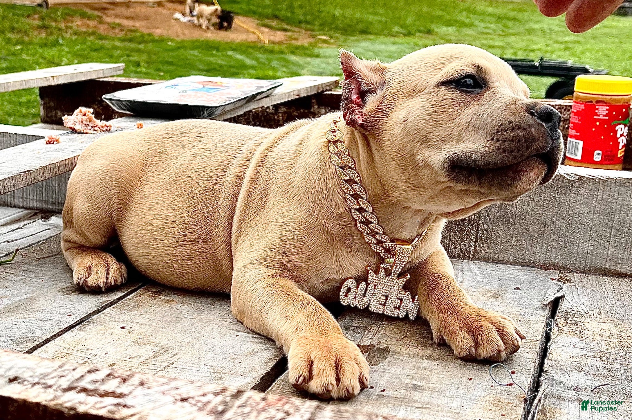 American Bully dogs American Bully Puppy 6 - Ad 1