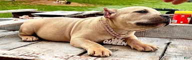 American Bully Puppy 6