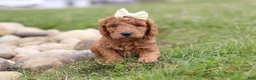 Mini Goldendoodle dogs for sale: Treva - Ad 4