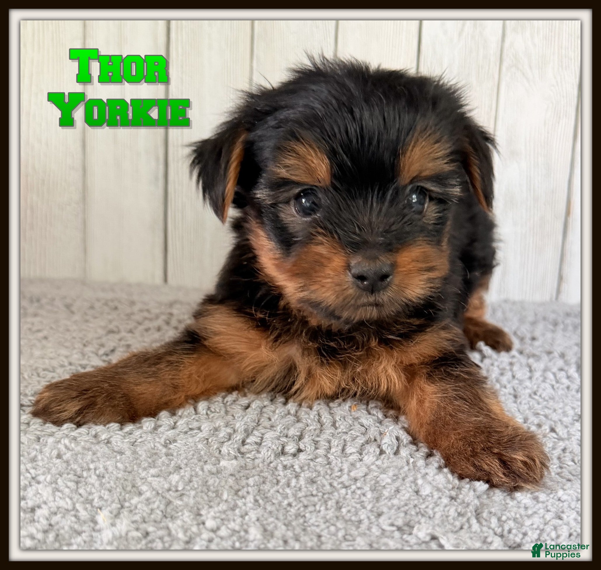 Yorkshire Terrier dogs Thor - Ad 1