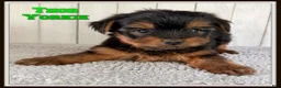 Yorkshire Terrier dogs for sale: Thor - Ad 1