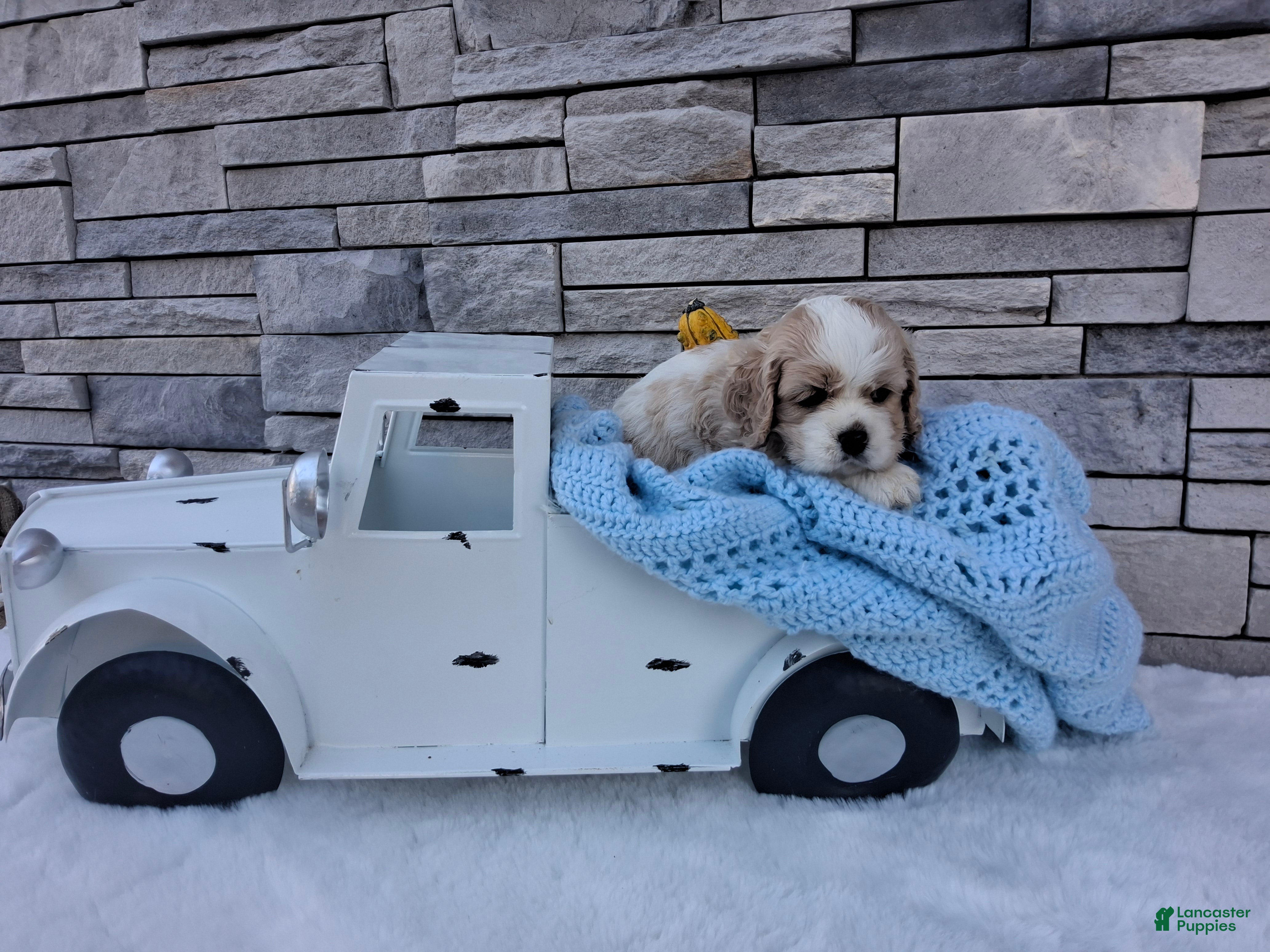 Cocker Spaniel dogs for sale: Wyatt - Ad 1