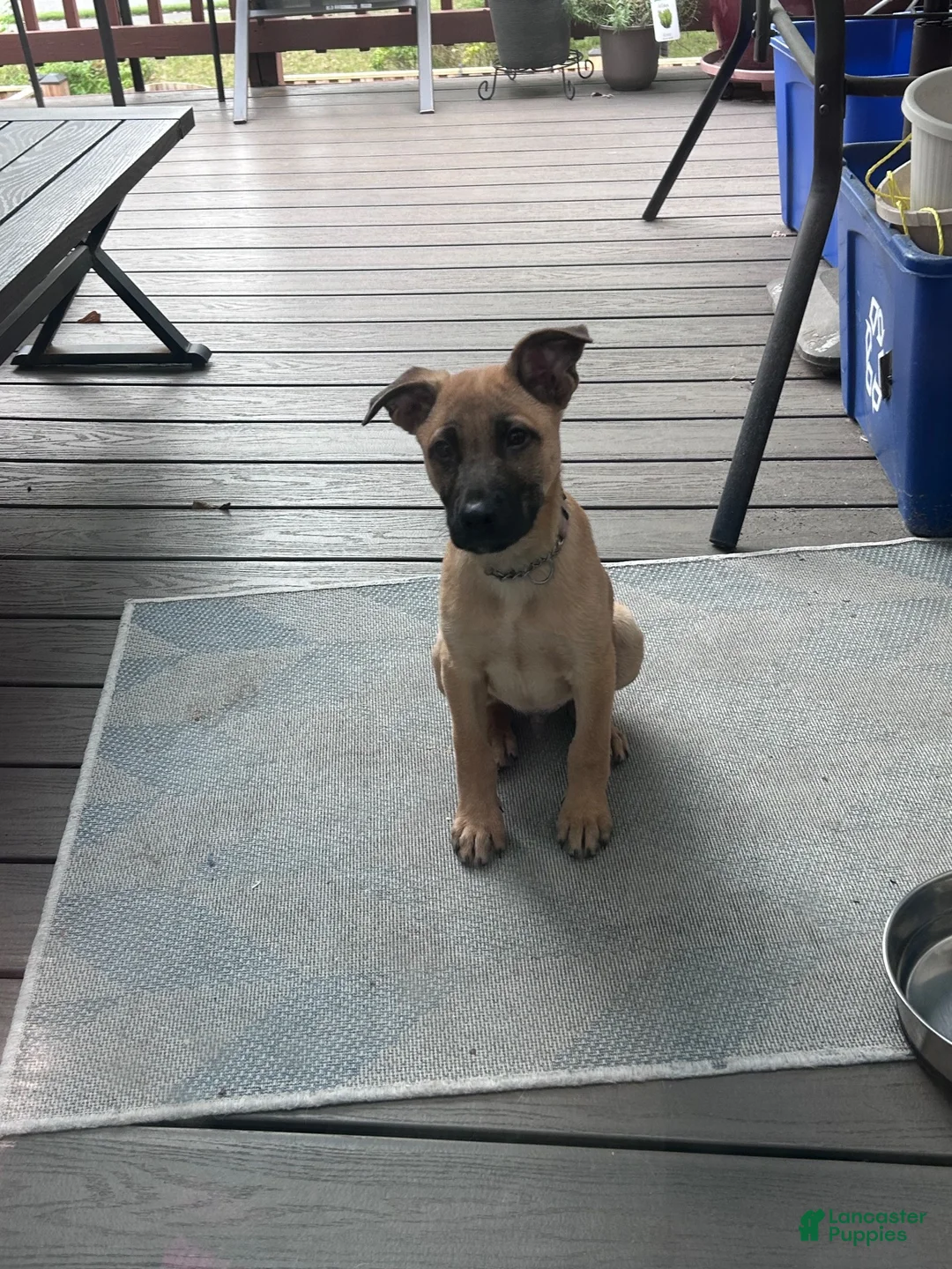 Mixed Breed dogs for sale: Mixed Breed 1 - Ad 2