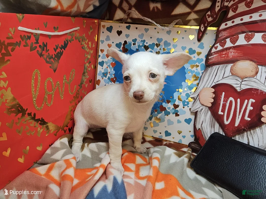 Chihuahua dogs for sale: Vanilla Cloud (Female) - Ad 2