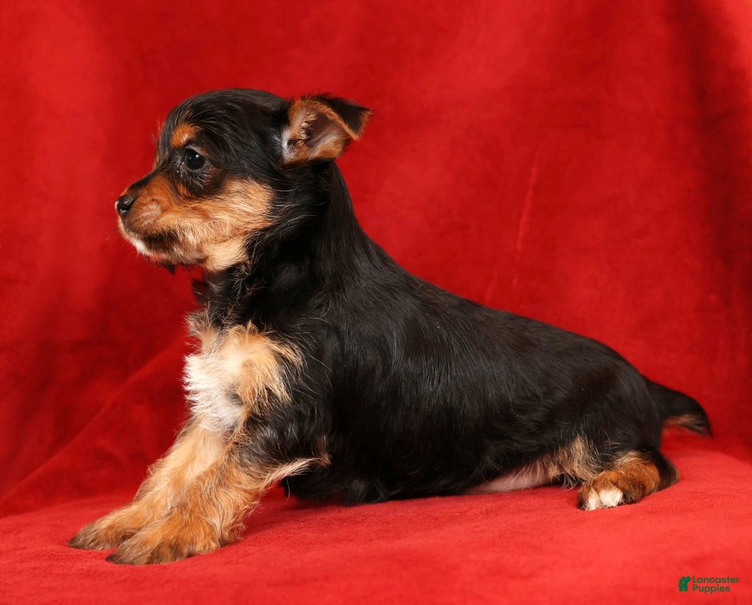 Yorkshire Terrier dogs for sale: Ginger - Ad 2