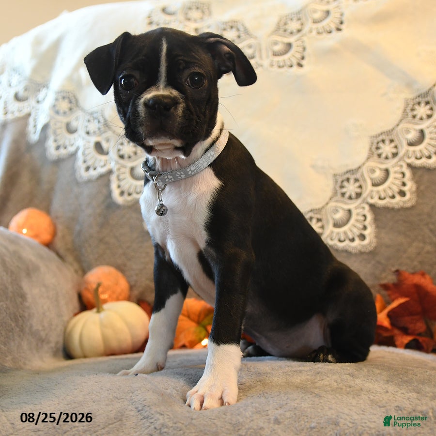 Boston Terrier dogs Tessa - Ad 1
