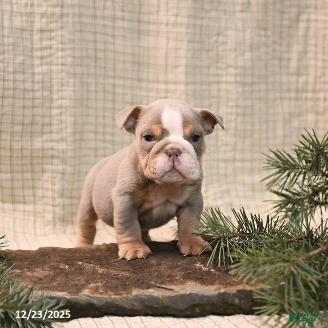 English Bulldog dogs for sale: Holly - Ad 3