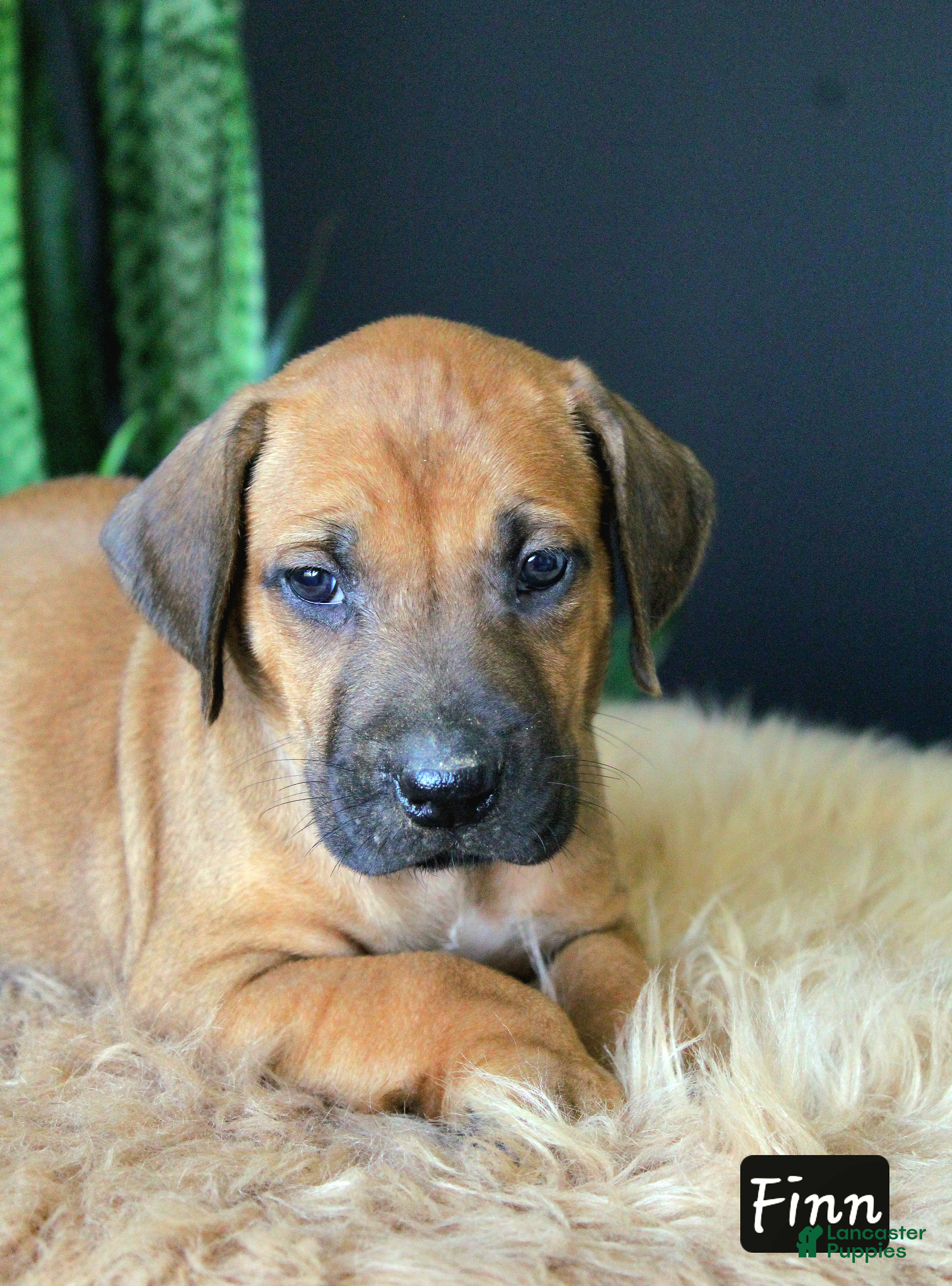 Rhodesian Ridgeback dogs Finn - Ad 1
