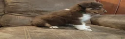 Australian Shepherd dogs for sale: Mocha - Ad 3