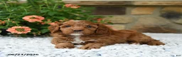 Cavapoo dogs for sale: Willow - Ad 3