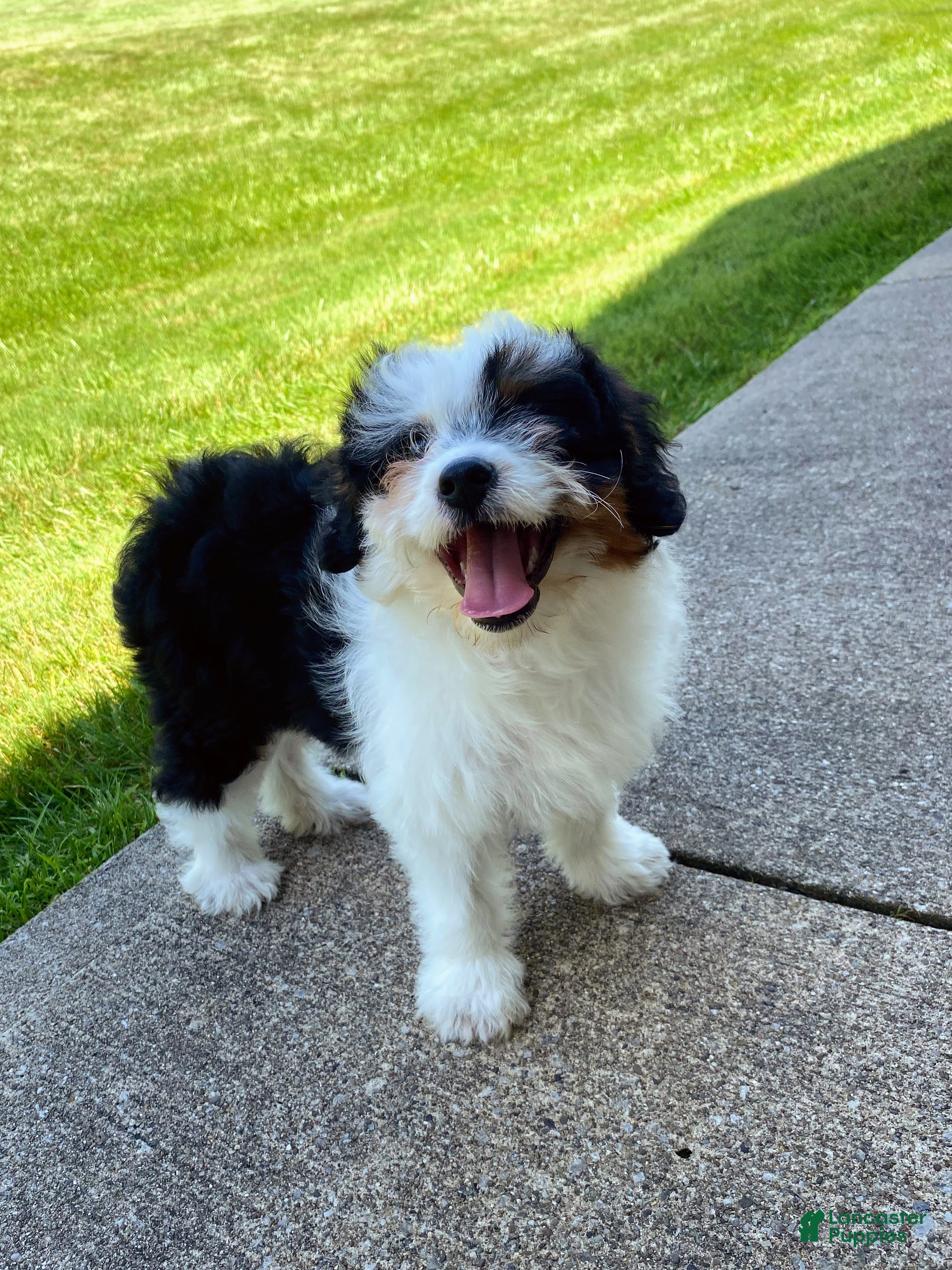 Mini Aussiedoodle dogs Bella - Ad 1