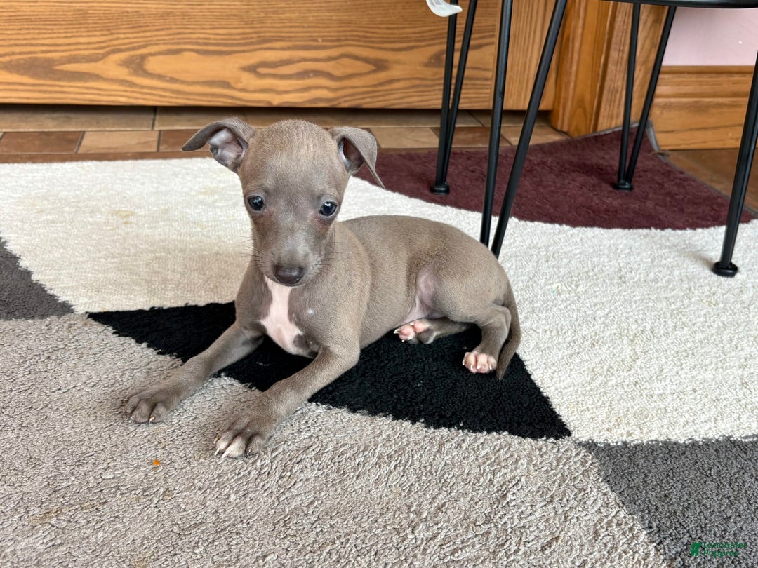 Italian Greyhound dogs for sale: Larry - Ad 20
