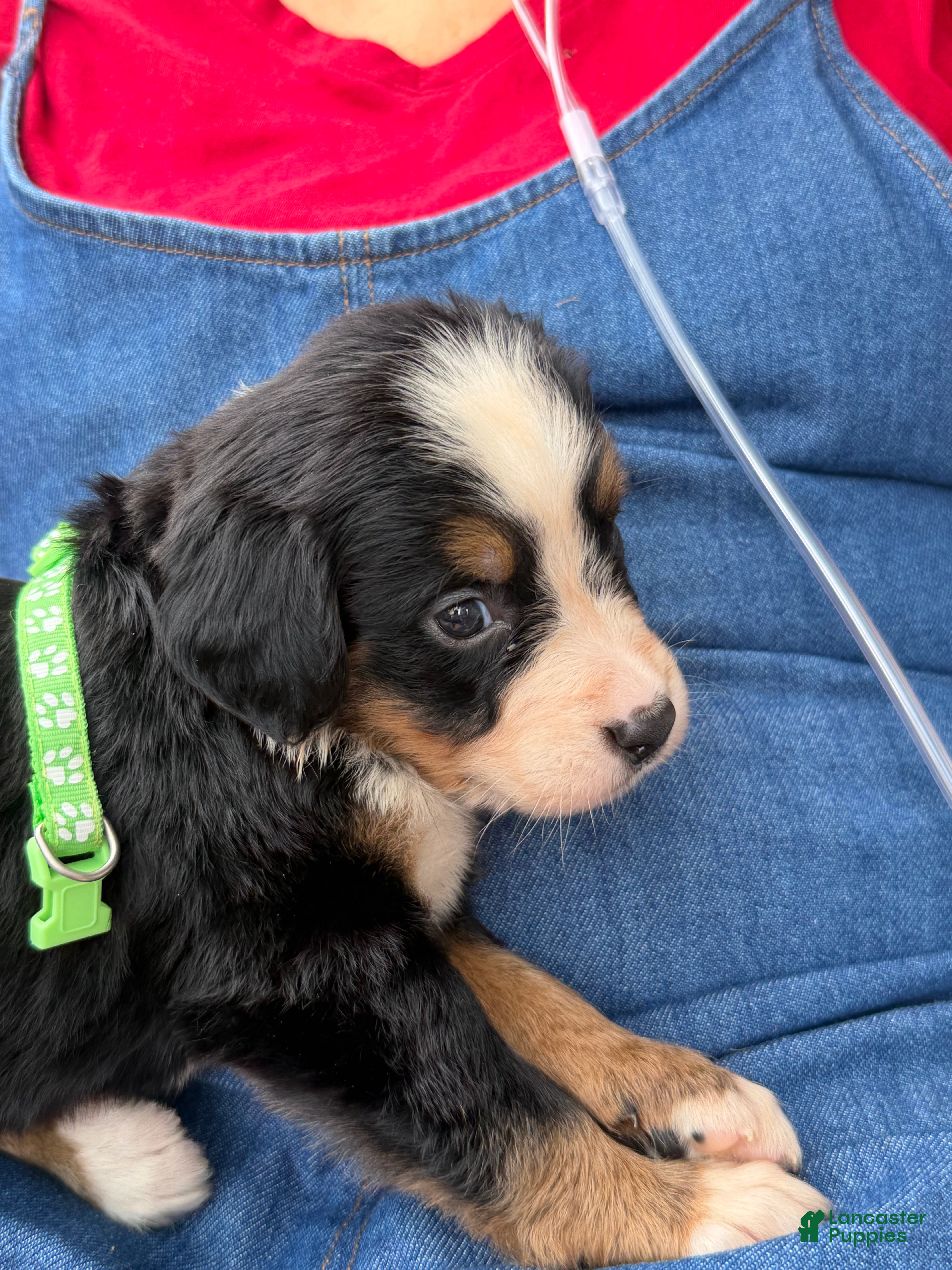 Bernese Mountain Dog dogs Bernese Mountain Dog 8. Lime collar  - Ad 1