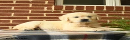 Golden Retriever dogs for sale: Penny - Ad 3