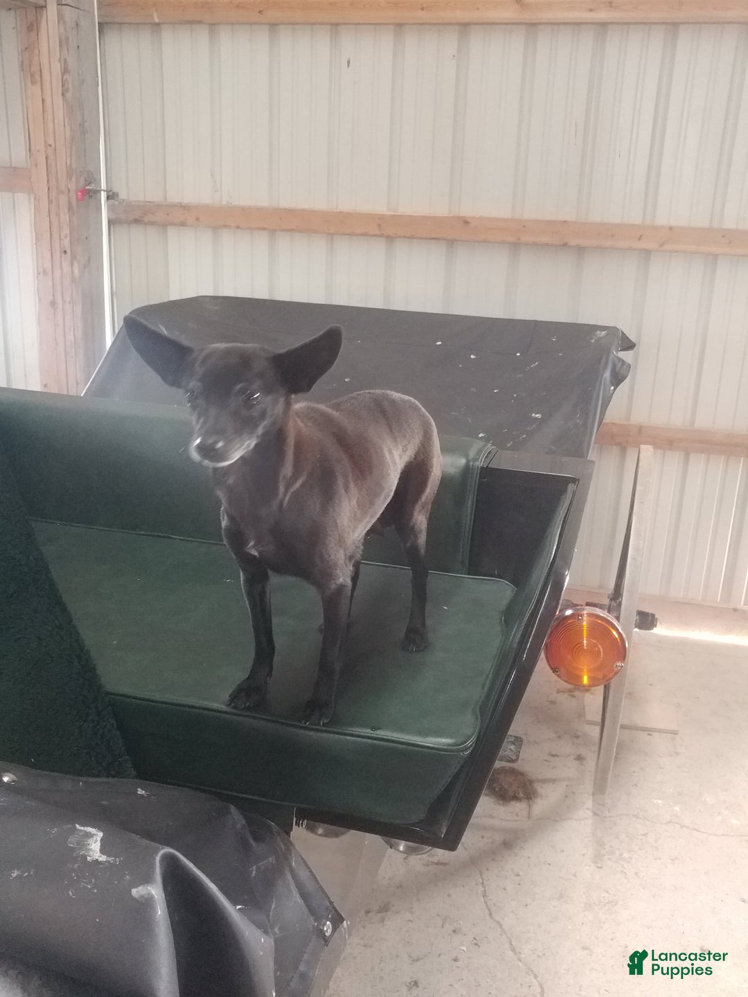 Mixed Breed dogs for sale: Kathy - Ad 4