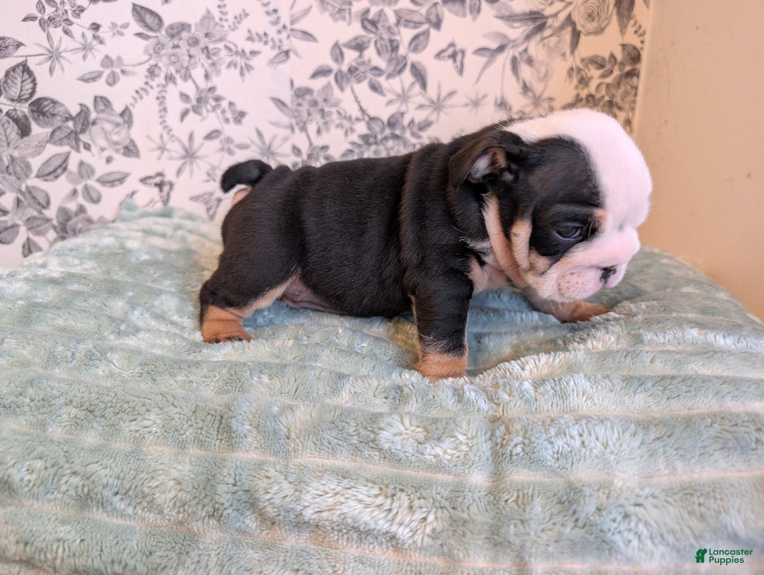 English Bulldog dogs for sale: Joey - Ad 3