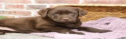 Labrador Retriever dogs for sale: Molly  - Ad 3