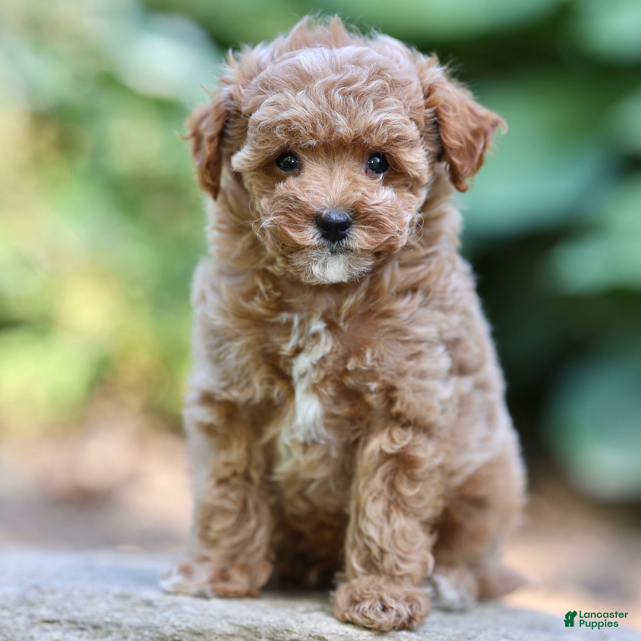 Toy Poodle dogs Pepen - Ad 1