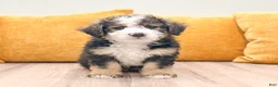 Mini Bernedoodle dogs for sale: Paris - Ad 6