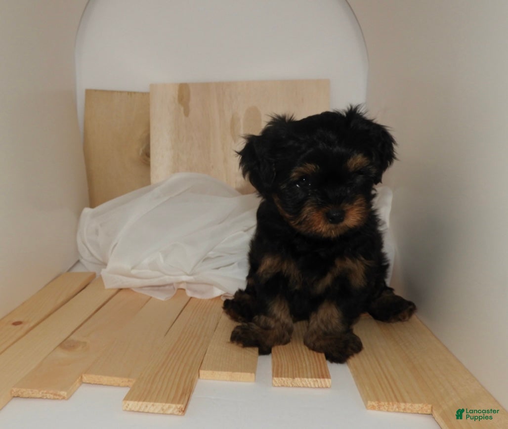 Mixed Breed dogs Mixed Breed Puppy 2 - Ad 6