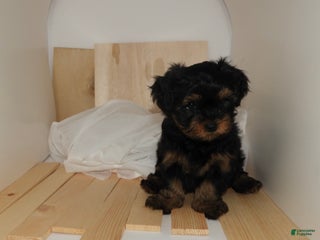 Mixed Breed dogs Mixed Breed Puppy 2 - Ad 6