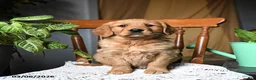 Golden Retriever dogs for sale: Chili - Ad 2