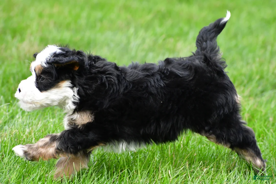 Bernedoodle dogs for sale: Tulip - Ad 2