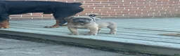 Cane Corso dogs for sale: Hemmy - Ad 6
