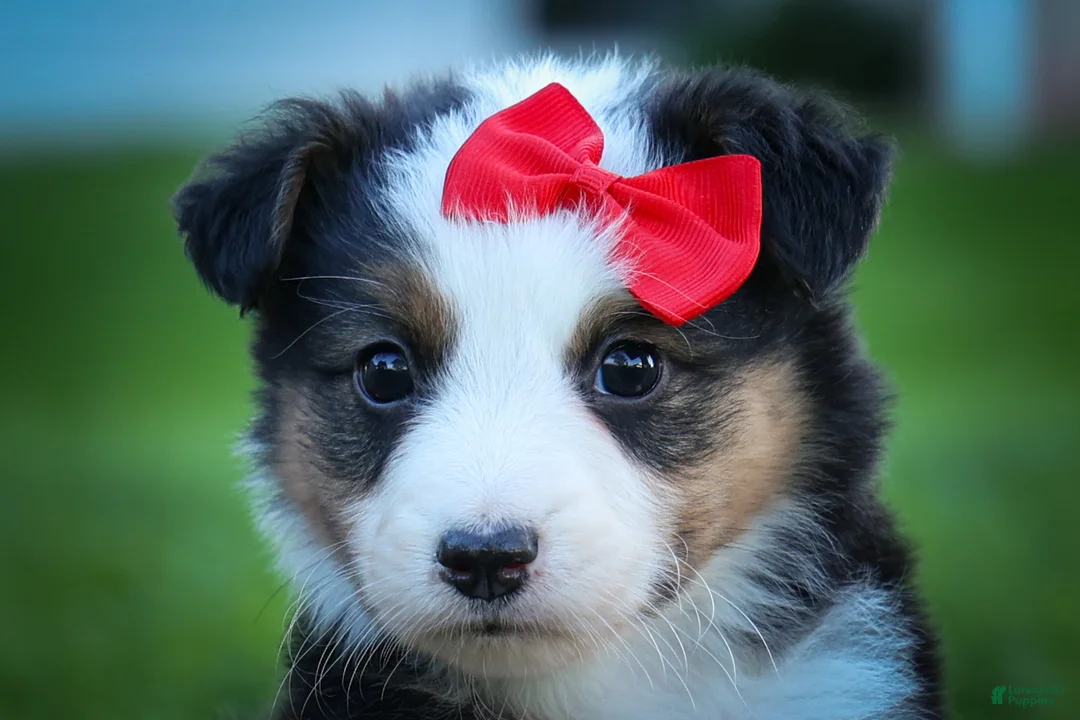 Mixed Breed dogs for sale: Goose🐾 - Ad 2