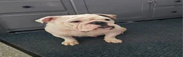 English Bulldog dogs for sale: Theo - Ad 10