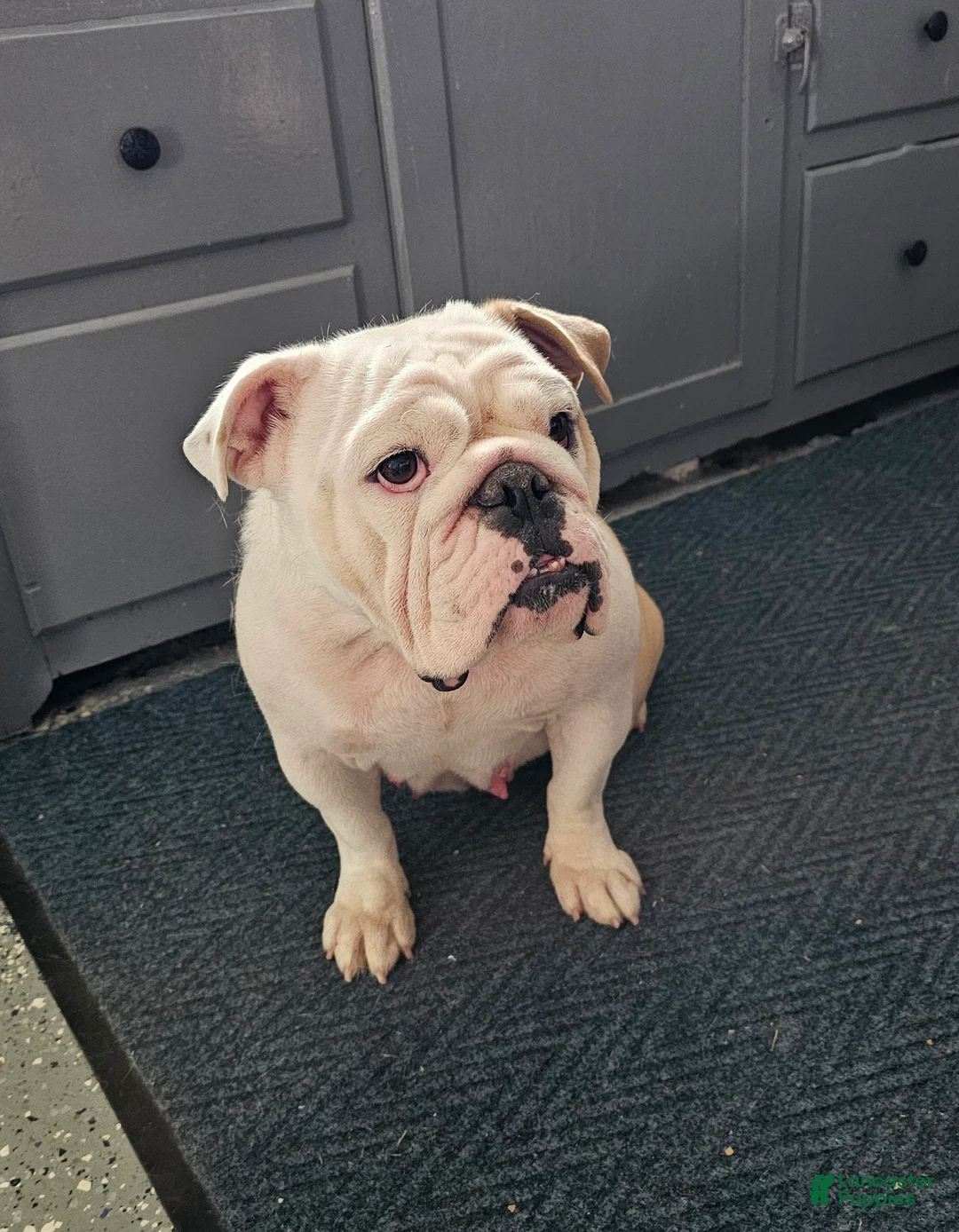 English Bulldog dogs for sale: Theo - Ad 10
