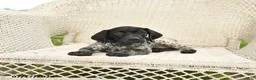 German Shorthaired Pointer dogs for sale: Dixie - Ad 3