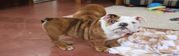 English Bulldog dogs for sale: English Bulldog Puppy 1 - Ad 3