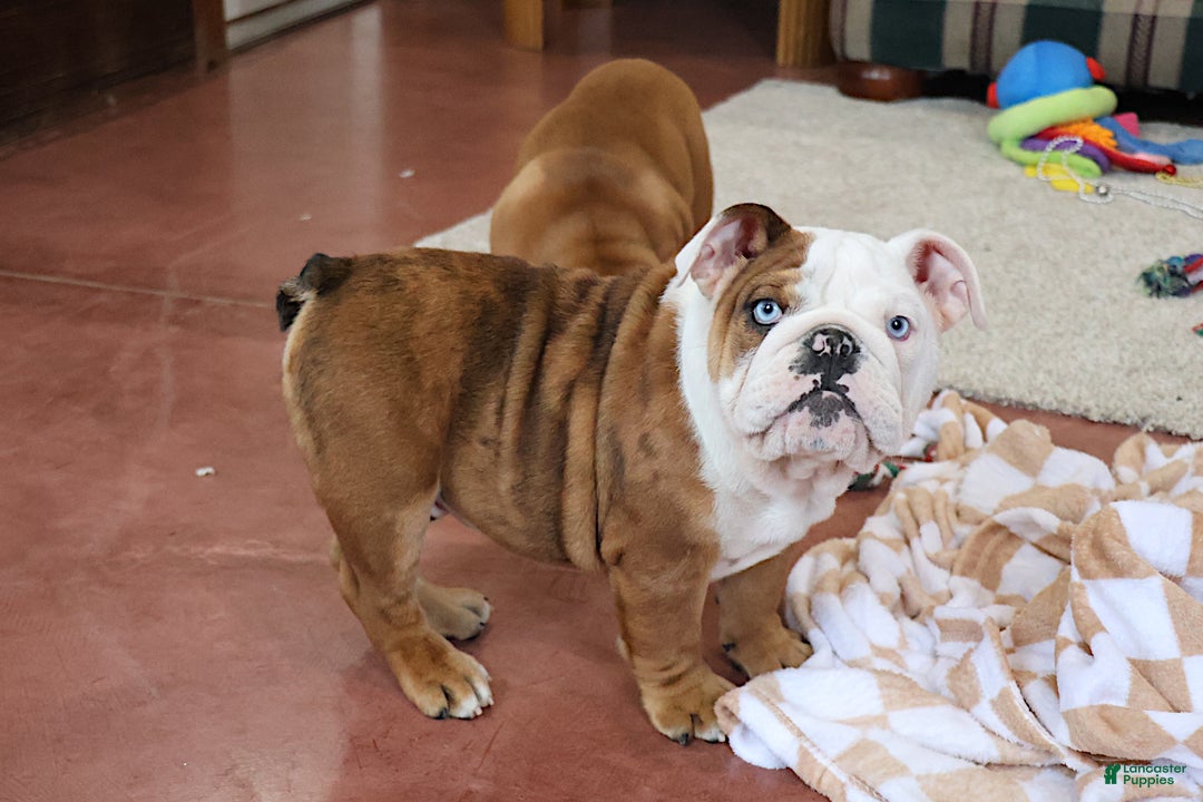 English Bulldog dogs for sale: English Bulldog Puppy 1 - Ad 3